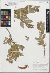 Foto von Salix hastata subsp. subintegrifolia (Flod.) Flod.